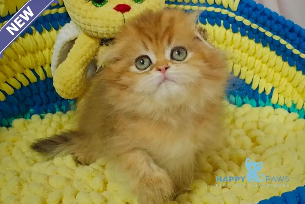 Indiana Scottish Fold female black golden shaded live animals