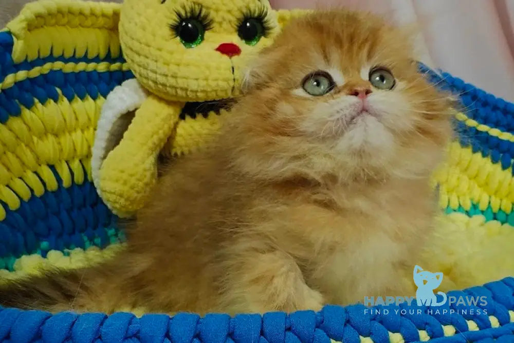 Indiana Scottish Fold female black golden shaded live animals