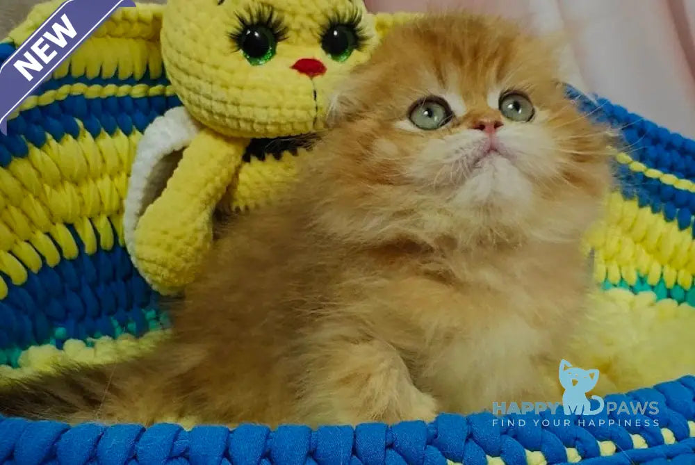 Indiana Scottish Fold female black golden shaded live animals