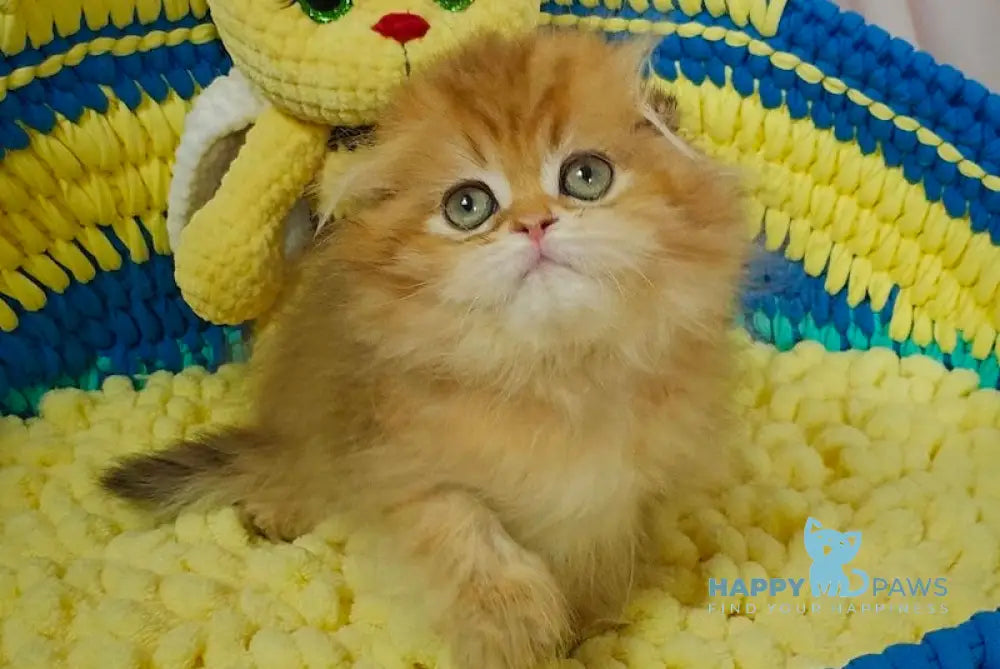Indiana Scottish Fold female black golden shaded live animals