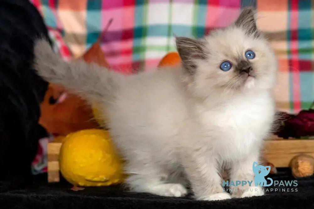 Indie Ragdoll male blue mitted live animals