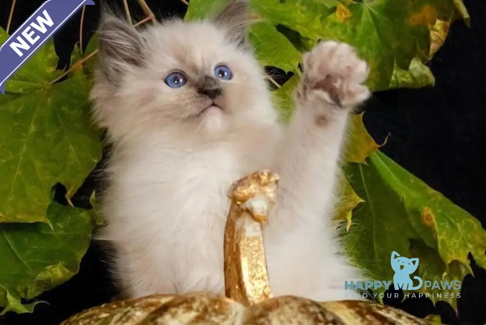 Indie Ragdoll male blue mitted live animals