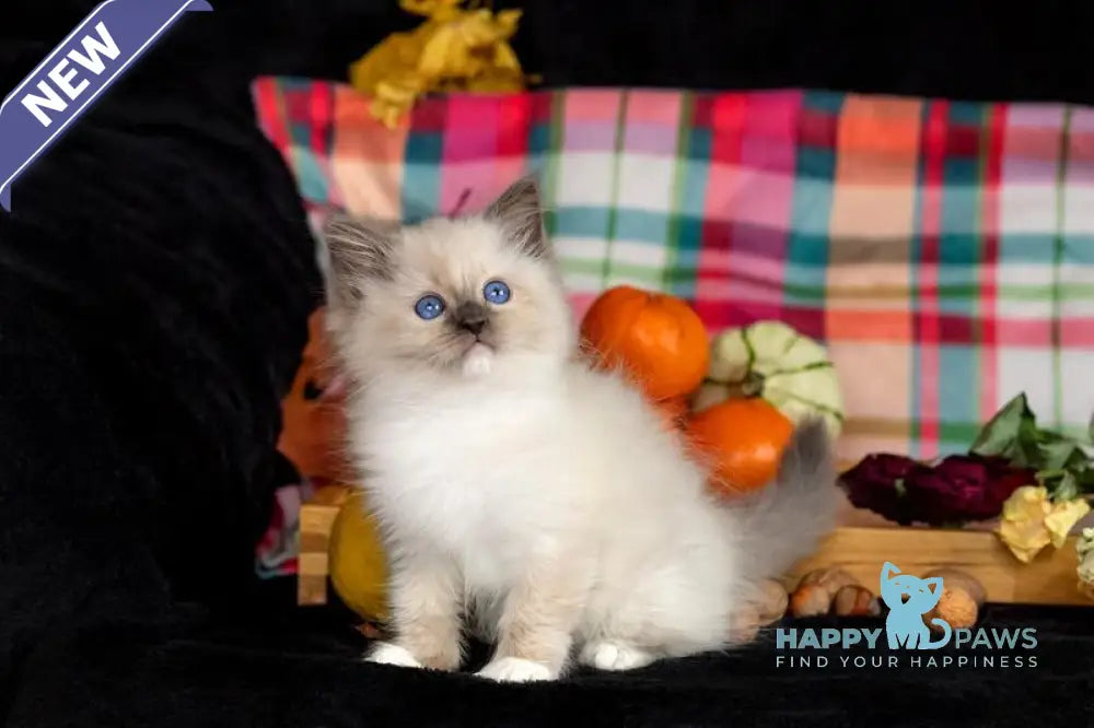 Indie Ragdoll male blue mitted live animals