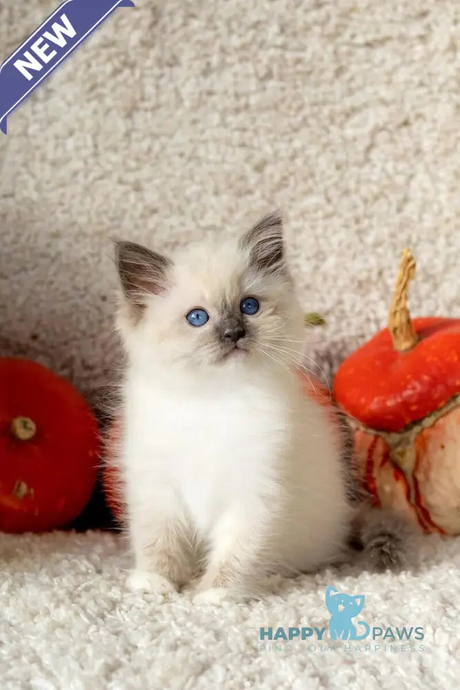 Indie Ragdoll male blue mitted live animals