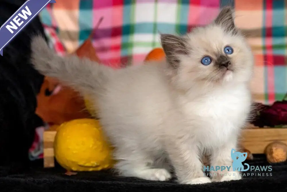 Indie Ragdoll male blue mitted live animals