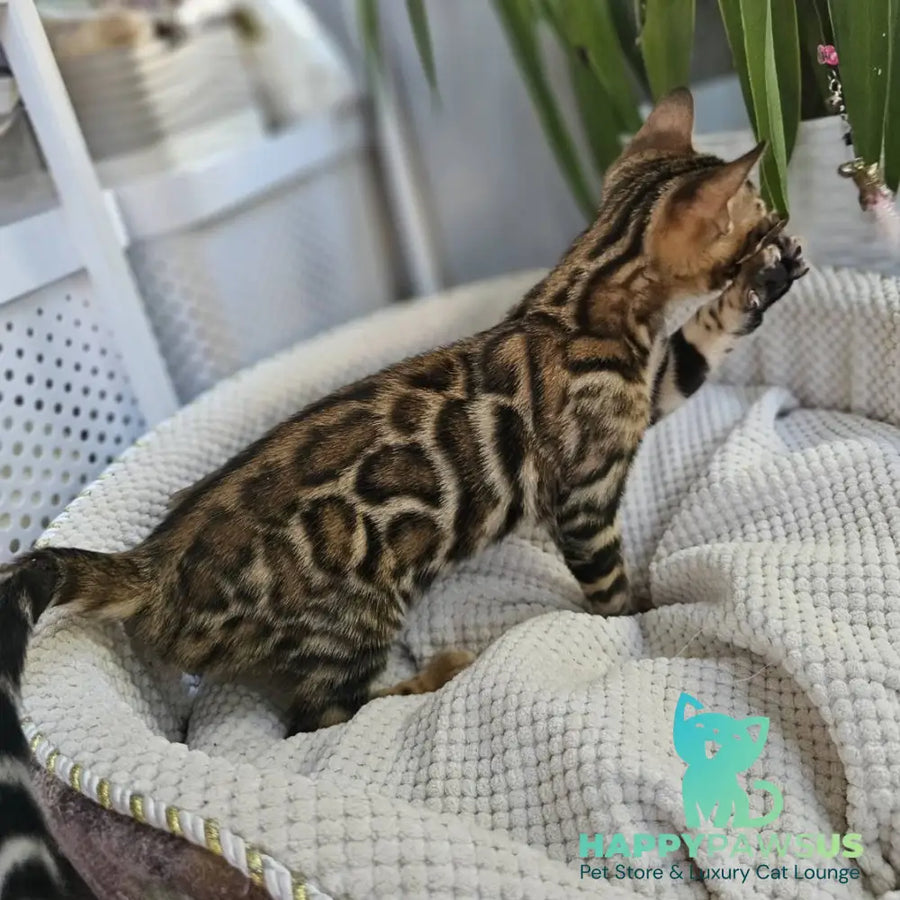 Indigo Bengal male black spotted tabby - live animals