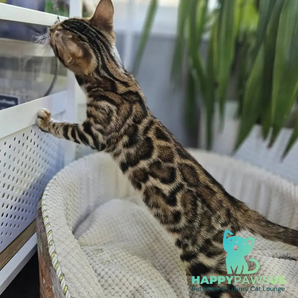 Indigo Bengal male black spotted tabby - live animals