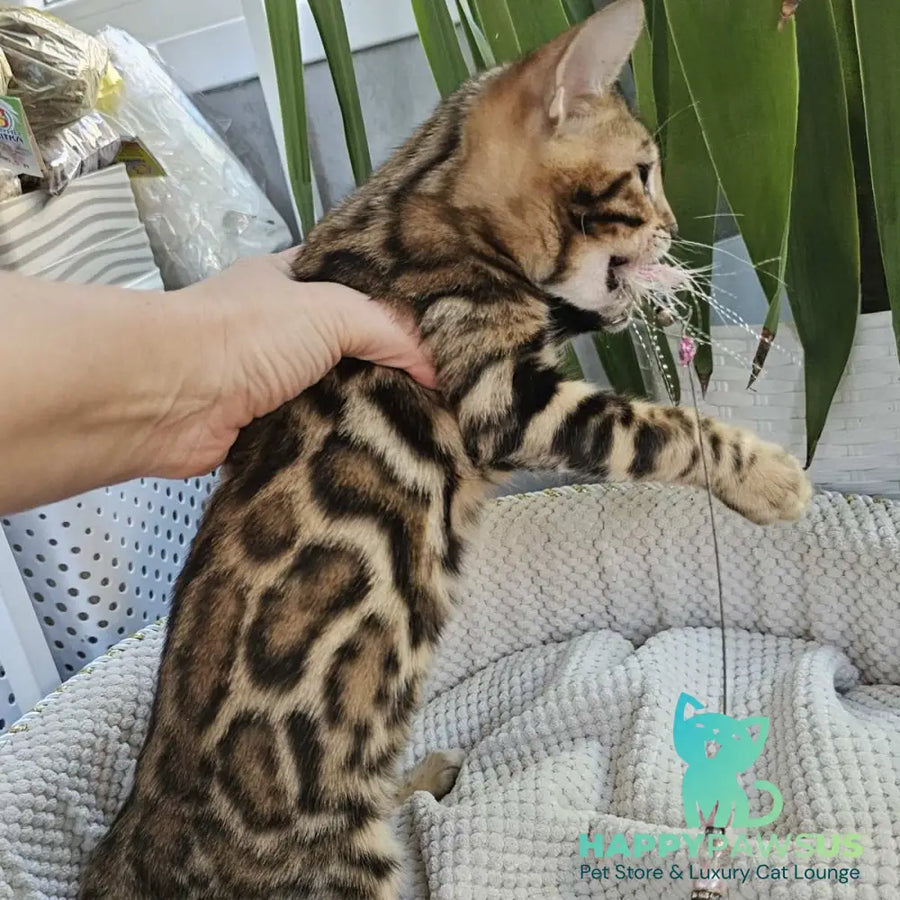 Indigo Bengal male black spotted tabby - live animals