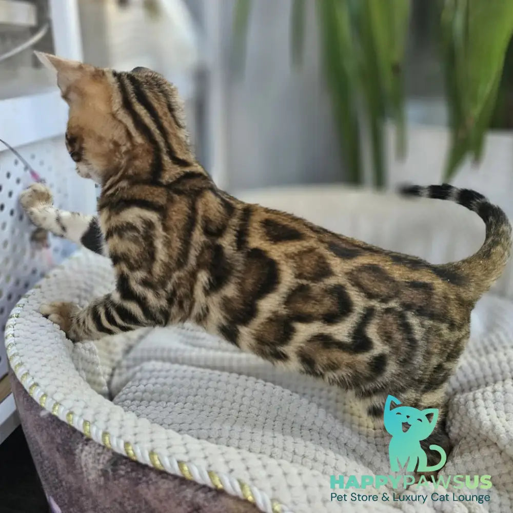 Indigo Bengal male black spotted tabby - live animals