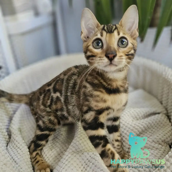 Indigo Bengal male black spotted tabby - live animals