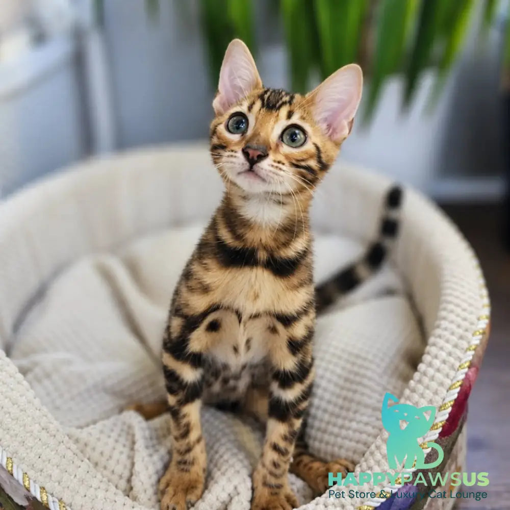 Indigo Bengal male black spotted tabby - live animals