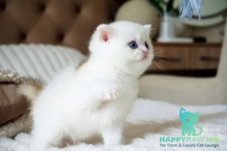 Indigo British Shorthair male black golden shaded van - live animals
