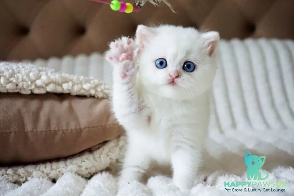 Indigo British Shorthair male black golden shaded van - live animals