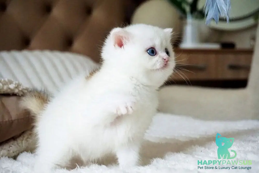 Indigo British Shorthair male black golden shaded van - live animals