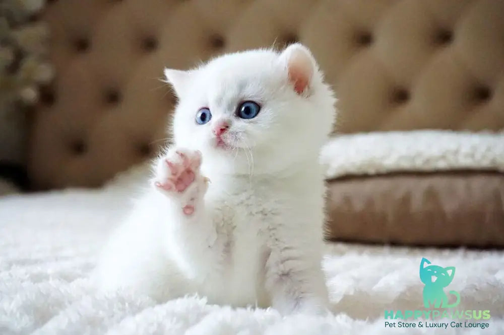 Indigo British Shorthair male black golden shaded van - live animals