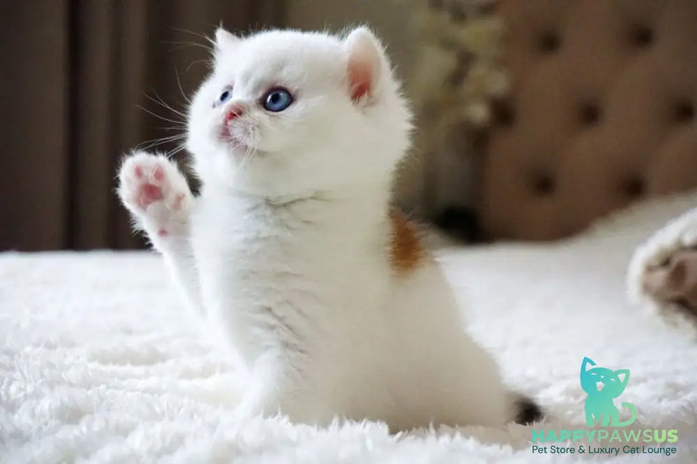 Indigo British Shorthair male black golden shaded van - live animals