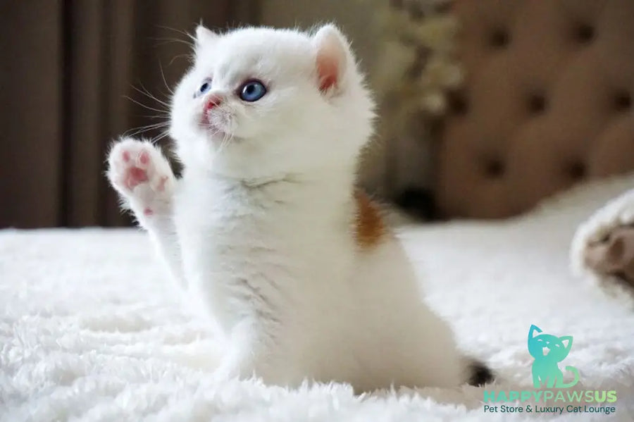 Indigo British Shorthair male black golden shaded van - live animals