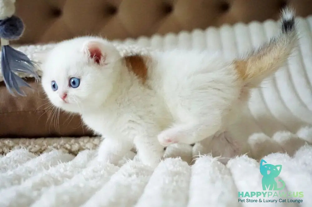 Indigo British Shorthair male black golden shaded van - live animals
