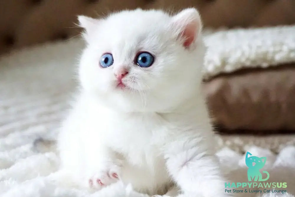 Indigo British Shorthair male black golden shaded van - live animals