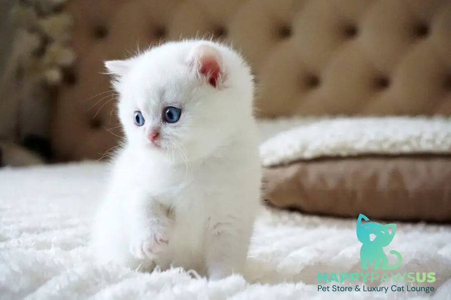 Indigo British Shorthair male black golden shaded van - live animals