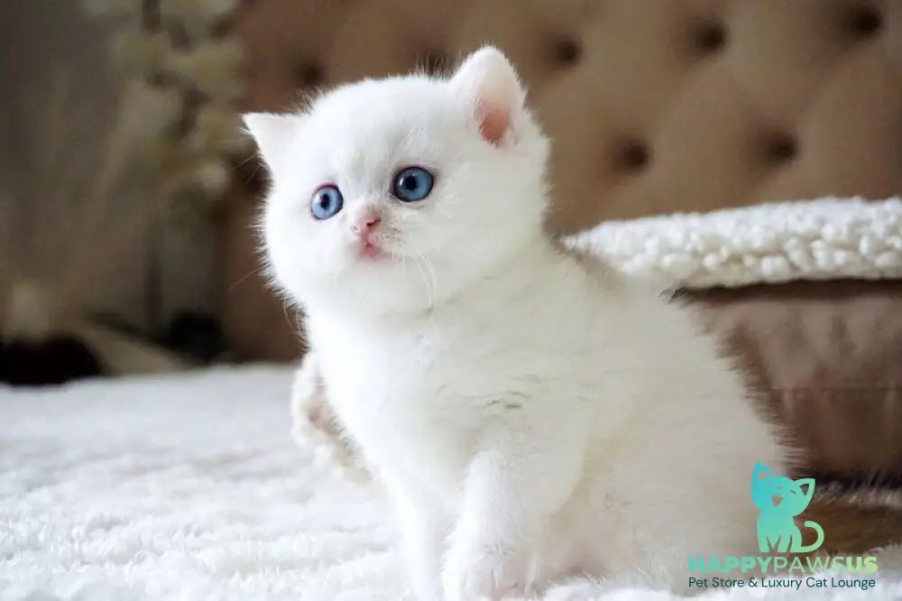 Indigo British Shorthair male black golden shaded van - live animals
