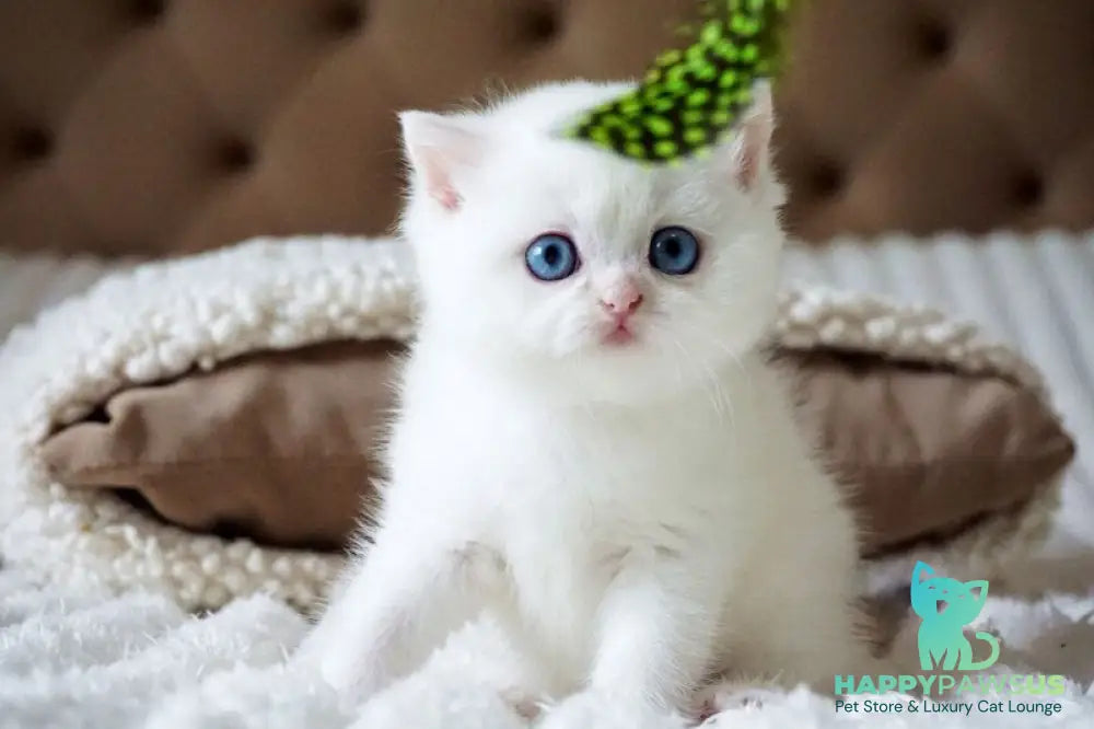 Indigo British Shorthair male black golden shaded van - live animals