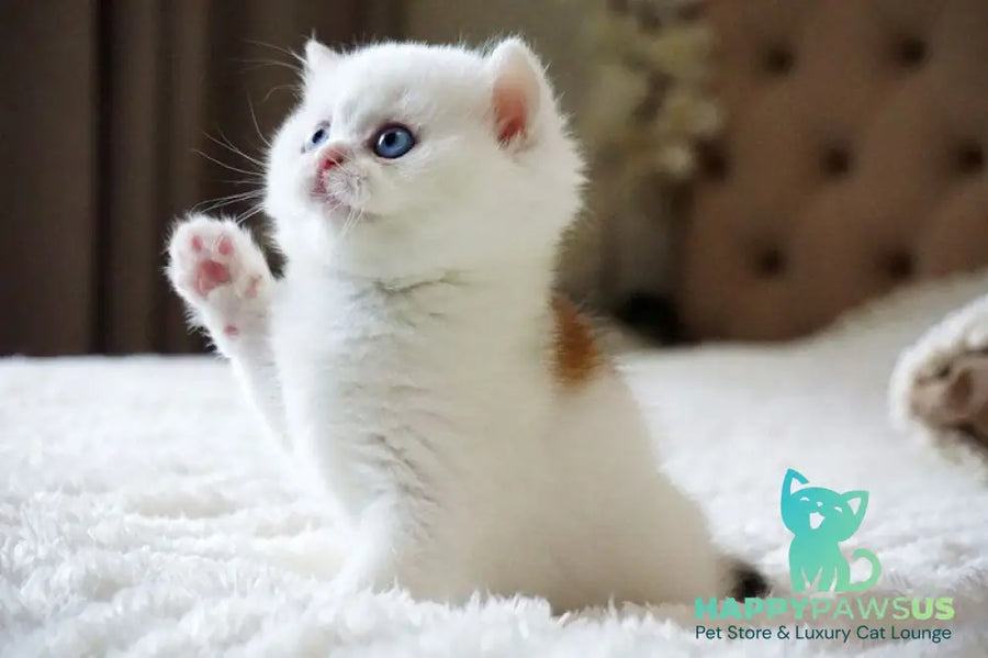 Indigo British Shorthair male black golden shaded van - live animals