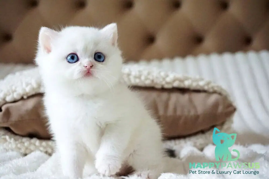 Indigo British Shorthair male black golden shaded van - live animals