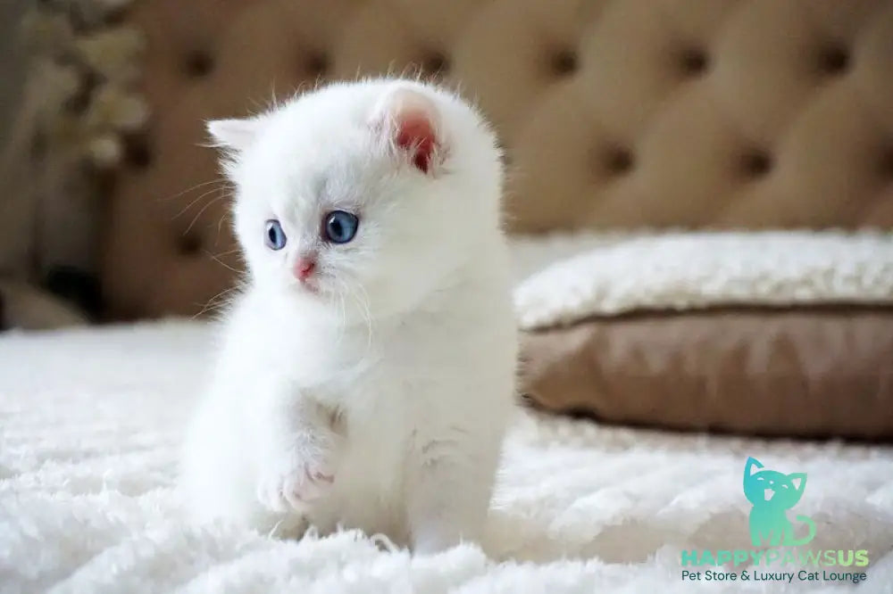 Indigo British Shorthair male black golden shaded van - live animals