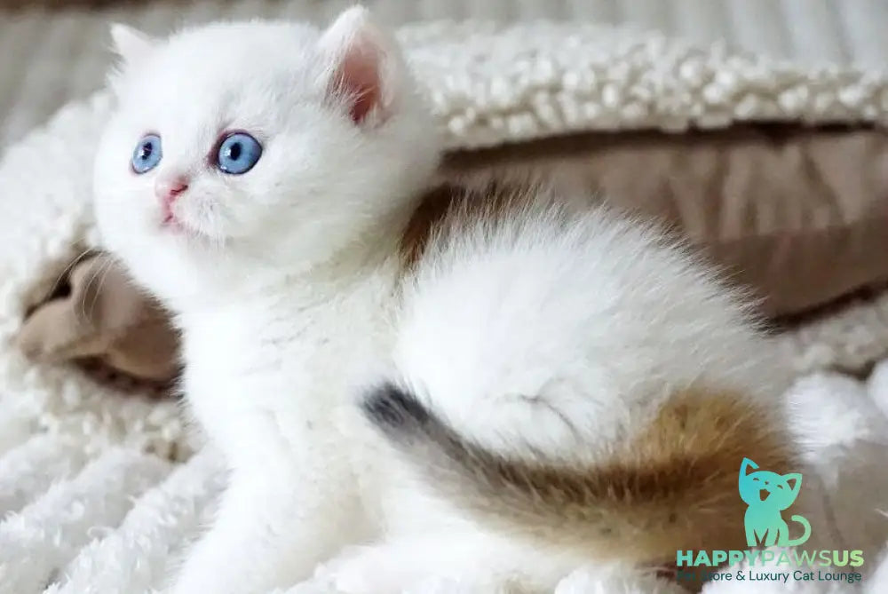 Indigo British Shorthair male black golden shaded van - live animals