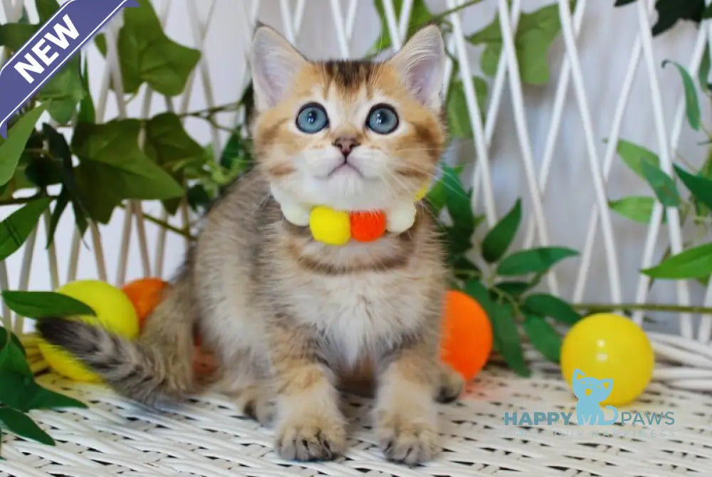 Indigo British Shorthair male black golden ticked tabby live animals