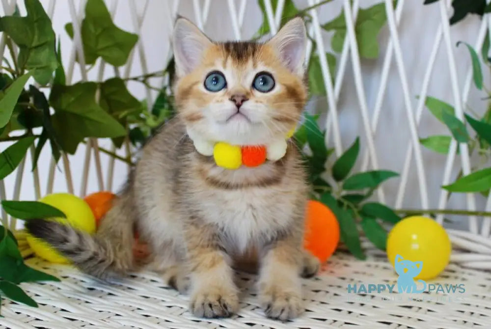 Indigo British Shorthair male black golden ticked tabby live animals