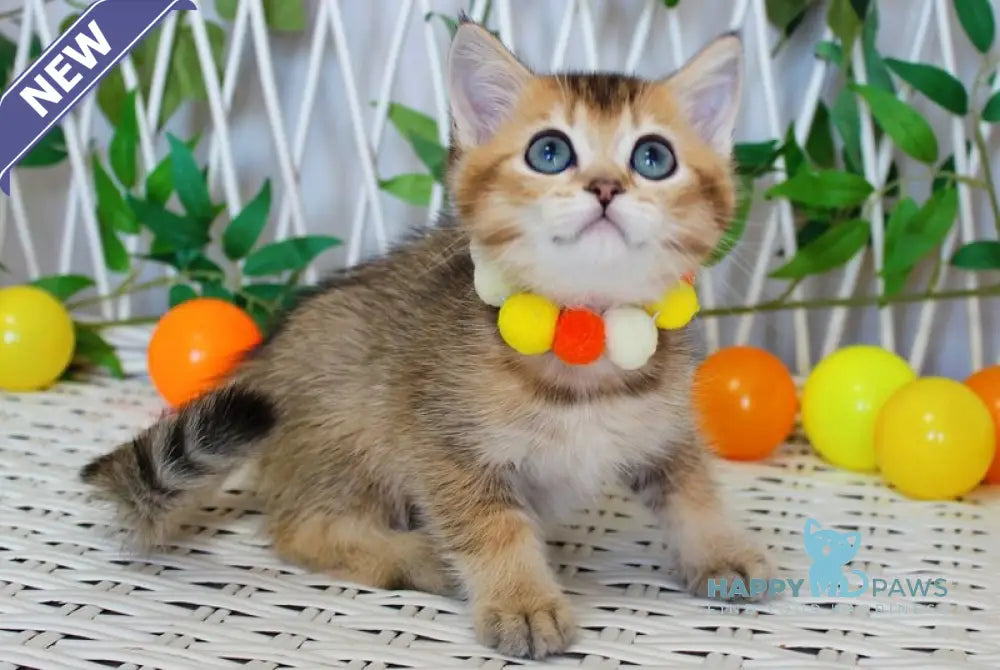 Indigo British Shorthair male black golden ticked tabby live animals