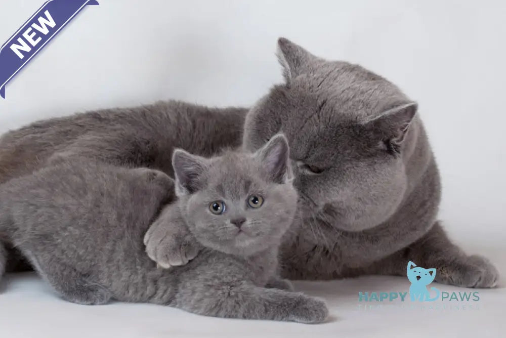 Indigo British Shorthair male blue live animals