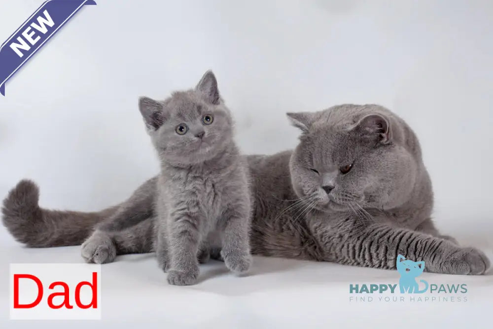 Indigo British Shorthair male blue live animals