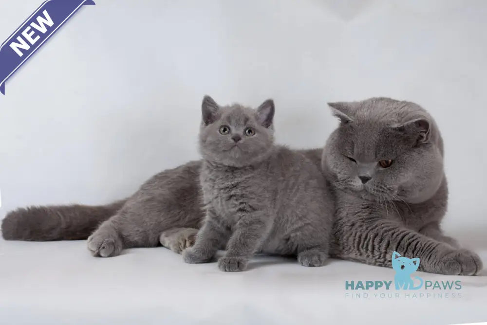 Indigo British Shorthair male blue live animals