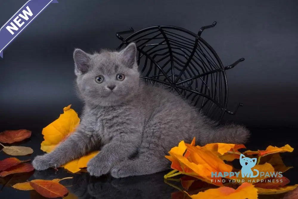 Indigo British Shorthair male blue live animals