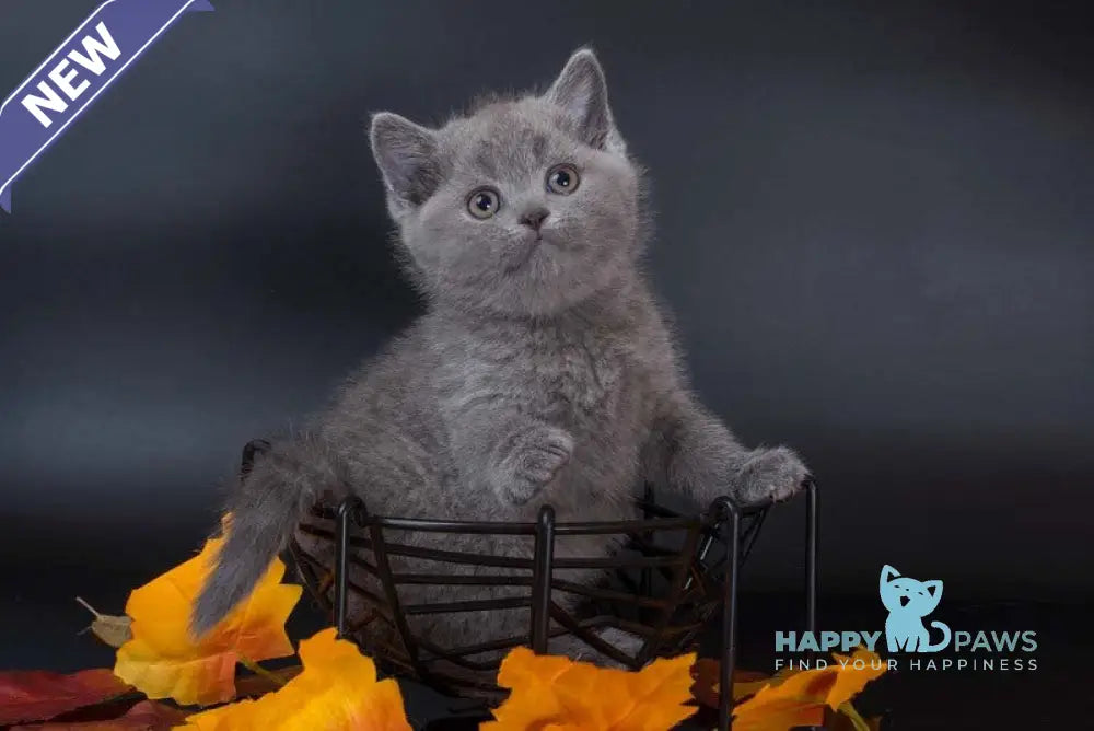 Indigo British Shorthair male blue live animals
