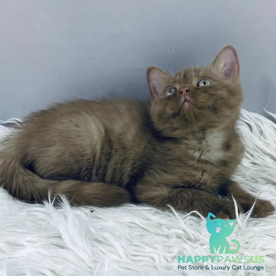Indigo British Shorthair male cinnamon - live animals