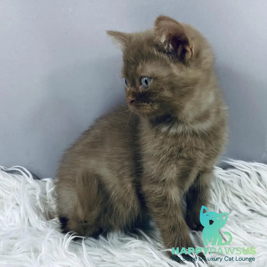 Indigo British Shorthair male cinnamon - live animals