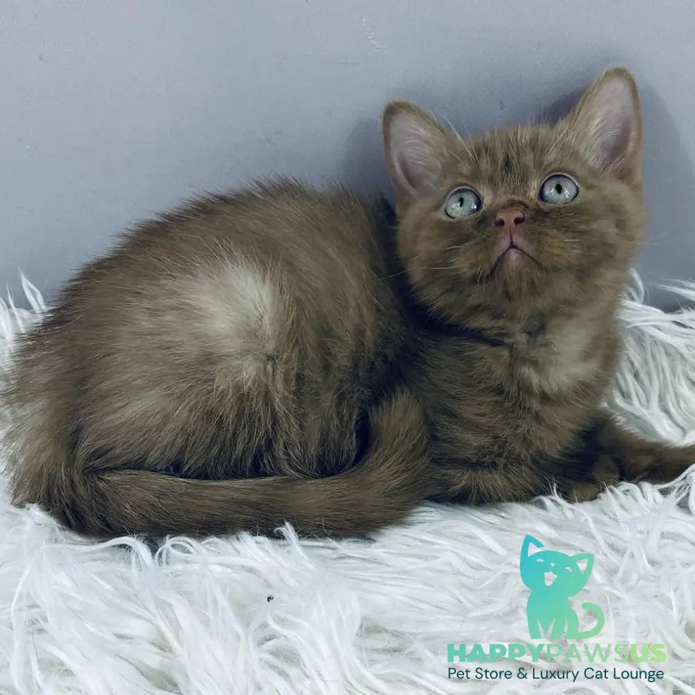 Indigo British Shorthair male cinnamon - live animals
