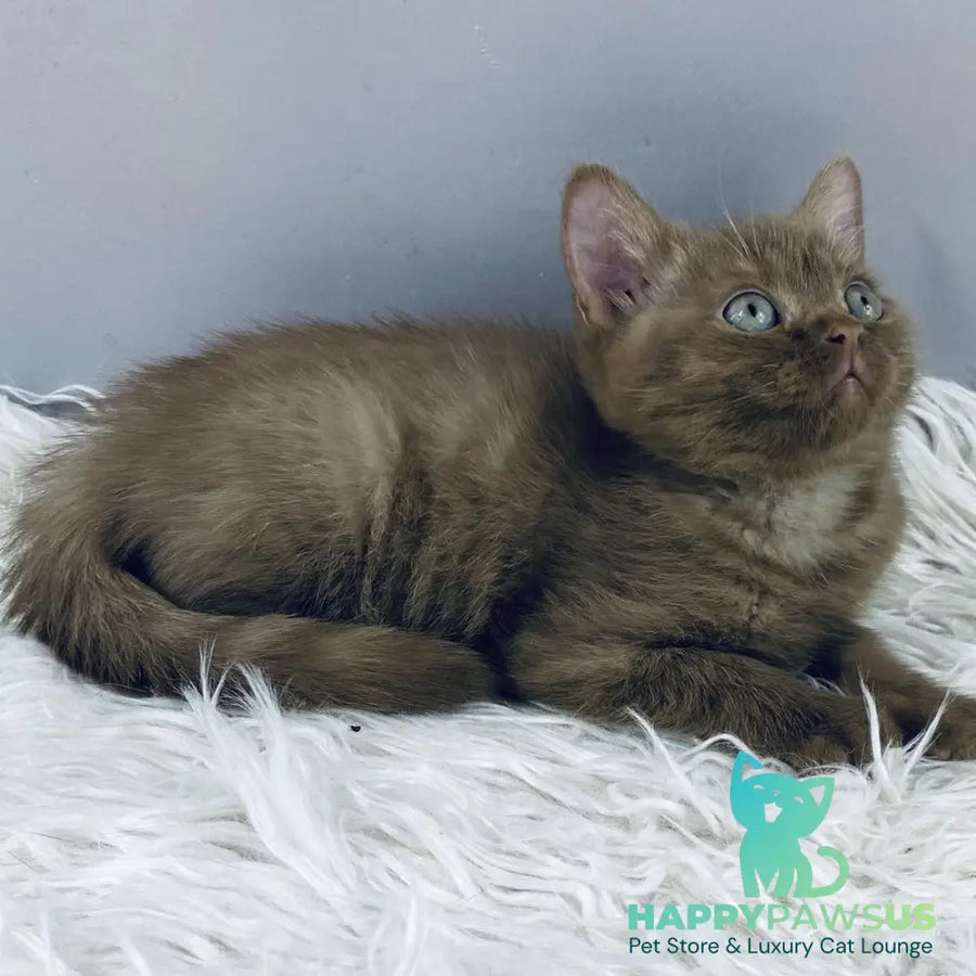 Indigo British Shorthair male cinnamon - live animals