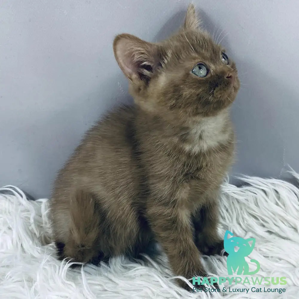 Indigo British Shorthair male cinnamon - live animals