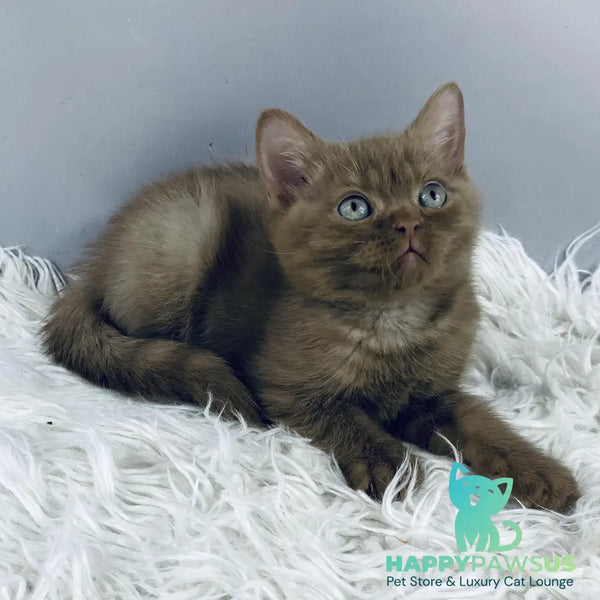 Indigo British Shorthair male cinnamon - live animals