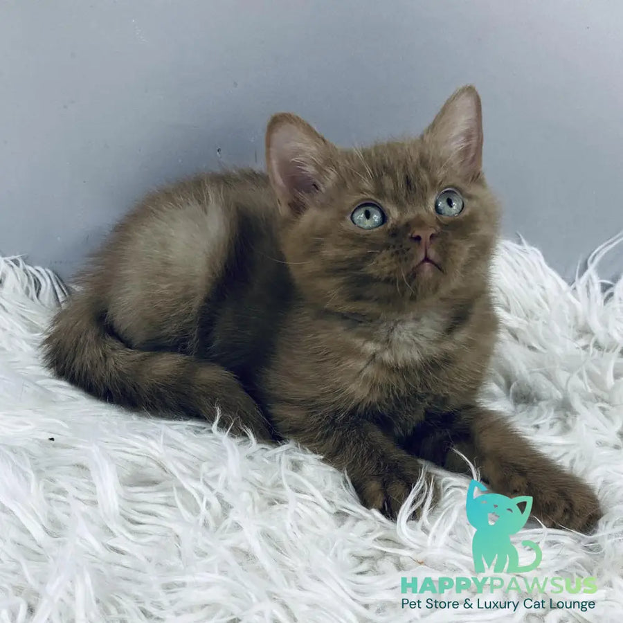 Indigo British Shorthair male cinnamon - live animals
