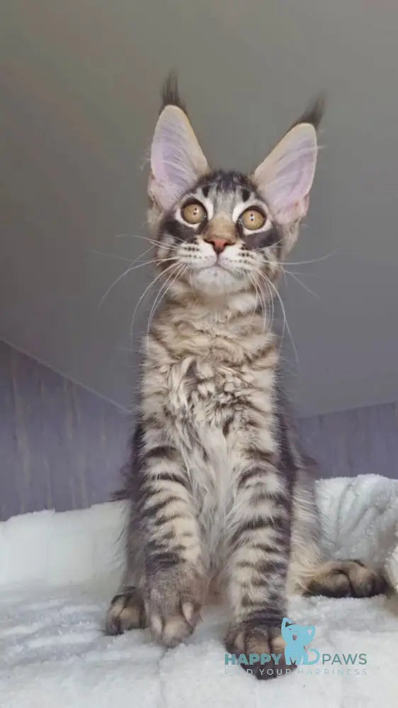 Indigo Maine Coon male black tabby live animals