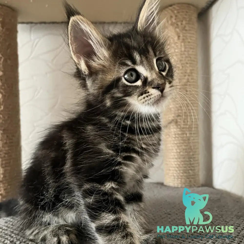 Indigo Maine Coon male black tabby - live animals