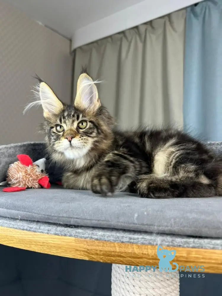 Indigo Maine Coon male black tabby live animals