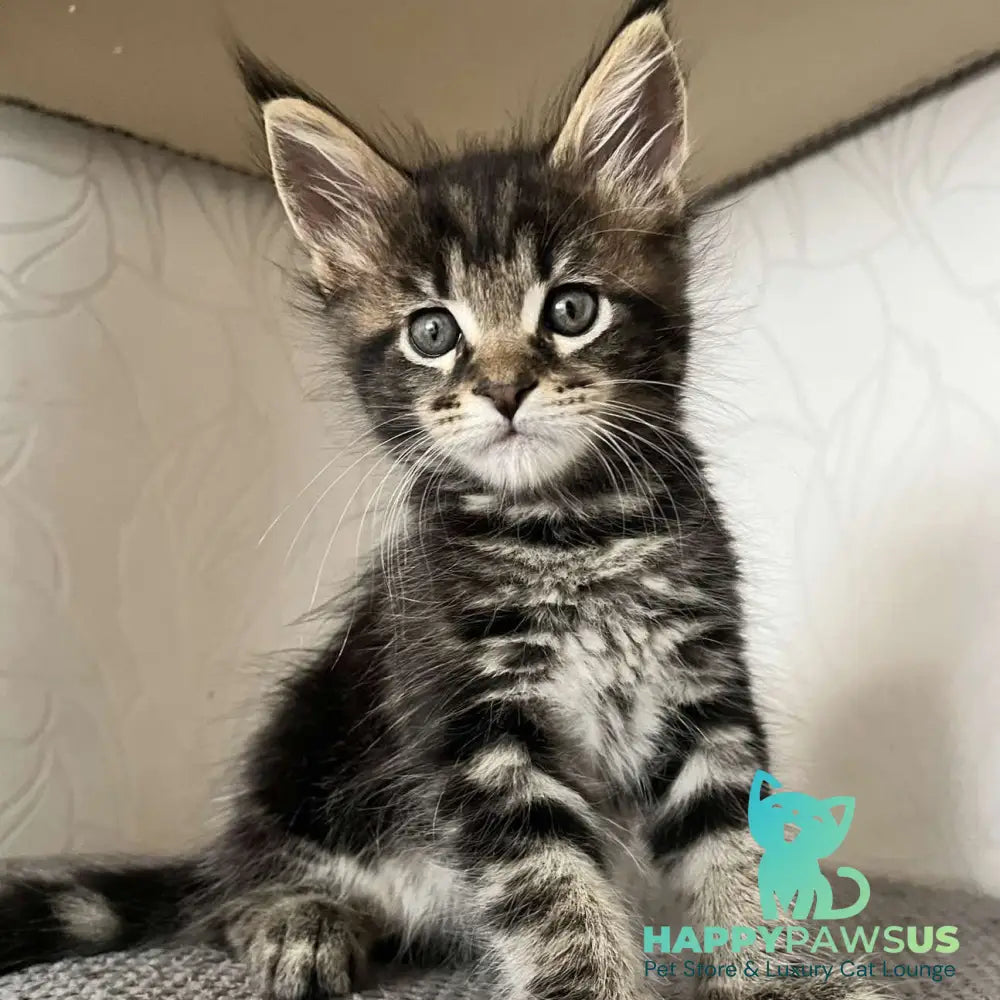 Indigo Maine Coon male black tabby - live animals