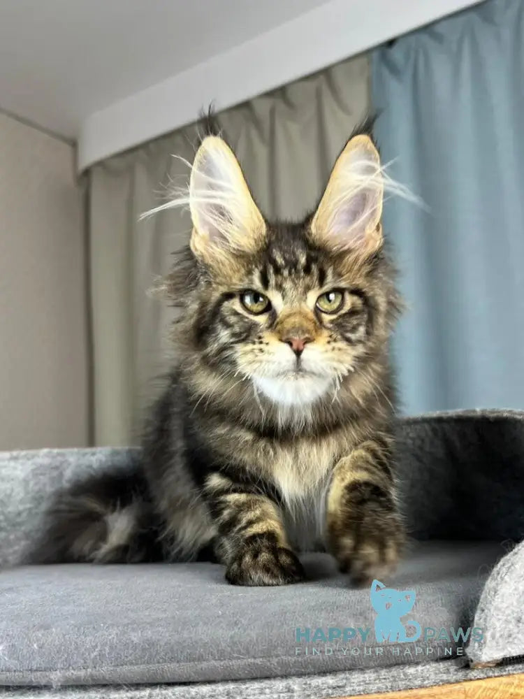 Indigo Maine Coon male black tabby live animals